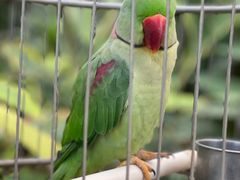 -南宫五洲植物乐园