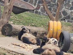 -都江堰中华大熊猫苑