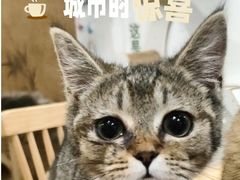 -楼上猫咖(罗湖店)