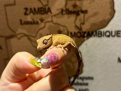 -酷以爬仙阁实体爬宠店·守宫·蜥蜴·专业繁育