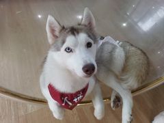 -Husky Go! 哈士奇体验馆·宠物咖啡厅狗咖