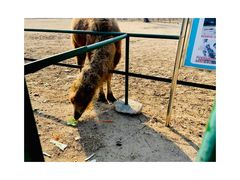 -秦皇岛野生动物园