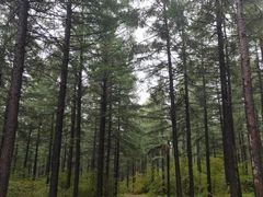 -塞罕坝国家级自然保护区