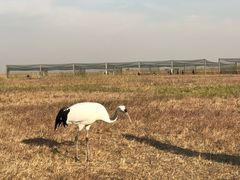 -盐城丹顶鹤湿地生态旅游区