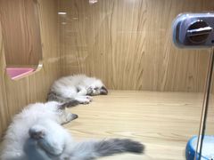 -屋虎猫馆(宝安大仟里店)