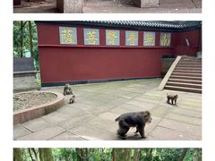 -峨眉山风景名胜区