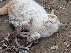 -四月宠物医院·猫专科·心脏专科·内科(转塘店)
