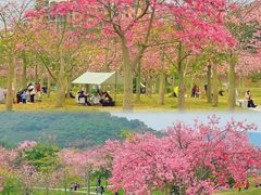 -风云岭森林公园