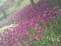 -石家庄市植物园
