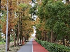-上海长兴岛郊野公园