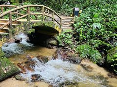 -莫里热带雨林景区