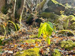-叠溪松坪沟景区