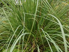 -西岭雪山大飞水景区