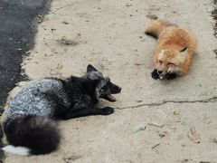 -宫城藏王狐狸村