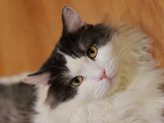 -有猫主题·治愈系猫咖(曾厝垵店)