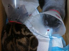 -康乐宝动物医院