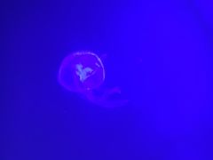 -暹罗海洋世界