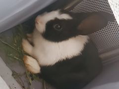 -天使宠物医院·犬猫分诊(彩虹店)