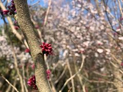 -蜀冈西峰生态公园