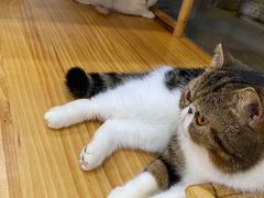 -李小姐の猫咖啡馆(五角场店)