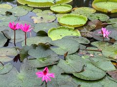 -中国科学院西双版纳热带植物园