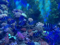 -芜湖新华联大白鲸海洋公园