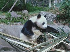 -都江堰中华大熊猫苑