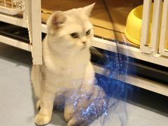 -猫色咖啡·猫咖