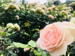 -人民公园(罗湖区)