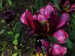 -长春公园(普阳街道)