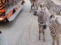 -清迈夜间动物园