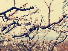 -阳台山自然风景区