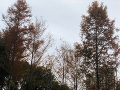 -琴亭湖公园