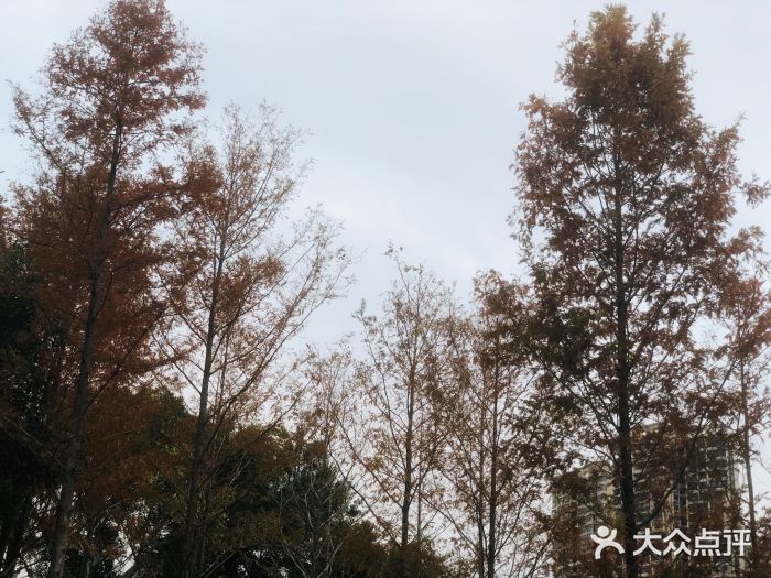 琴亭湖公园图片