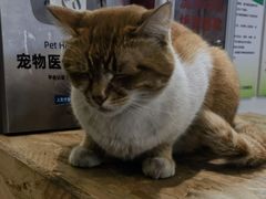 -爱侣·安琦尔宠物医院·中兽医针灸·心内科·狂犬免疫点(宝山区院)