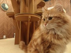 -MOCHA明星猫咖(田子坊店)