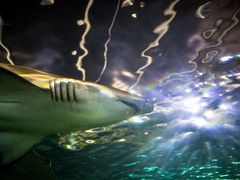 -悉尼海洋生物水族馆