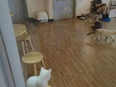 -Heymao猫咖.咖啡厅(东门店)
