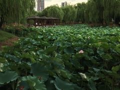 -荷花公园