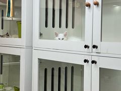 -青奢宠物·青奢猫舍