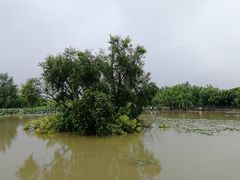 -大湾区中央湿地公园