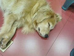 -和它·交个朋友·狗咖猫咖(爱琴海店)