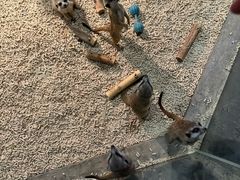 -绿色星球动物主题公园