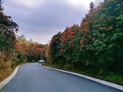 -贵州百里杜鹃风景名胜区