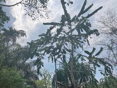 -中国科学院西双版纳热带植物园