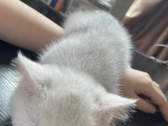 -lincat·猫舍(广州店)