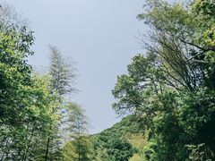 -宁波浙东大竹海景区