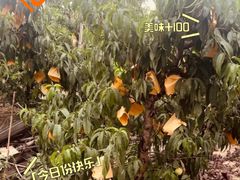 -老袁家蜜桃农场·阳山水蜜桃