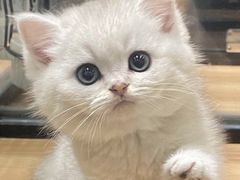 -袖虎·猫馆(体育西路店)