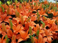 -上海鲜花港